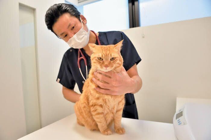 診察を受ける猫