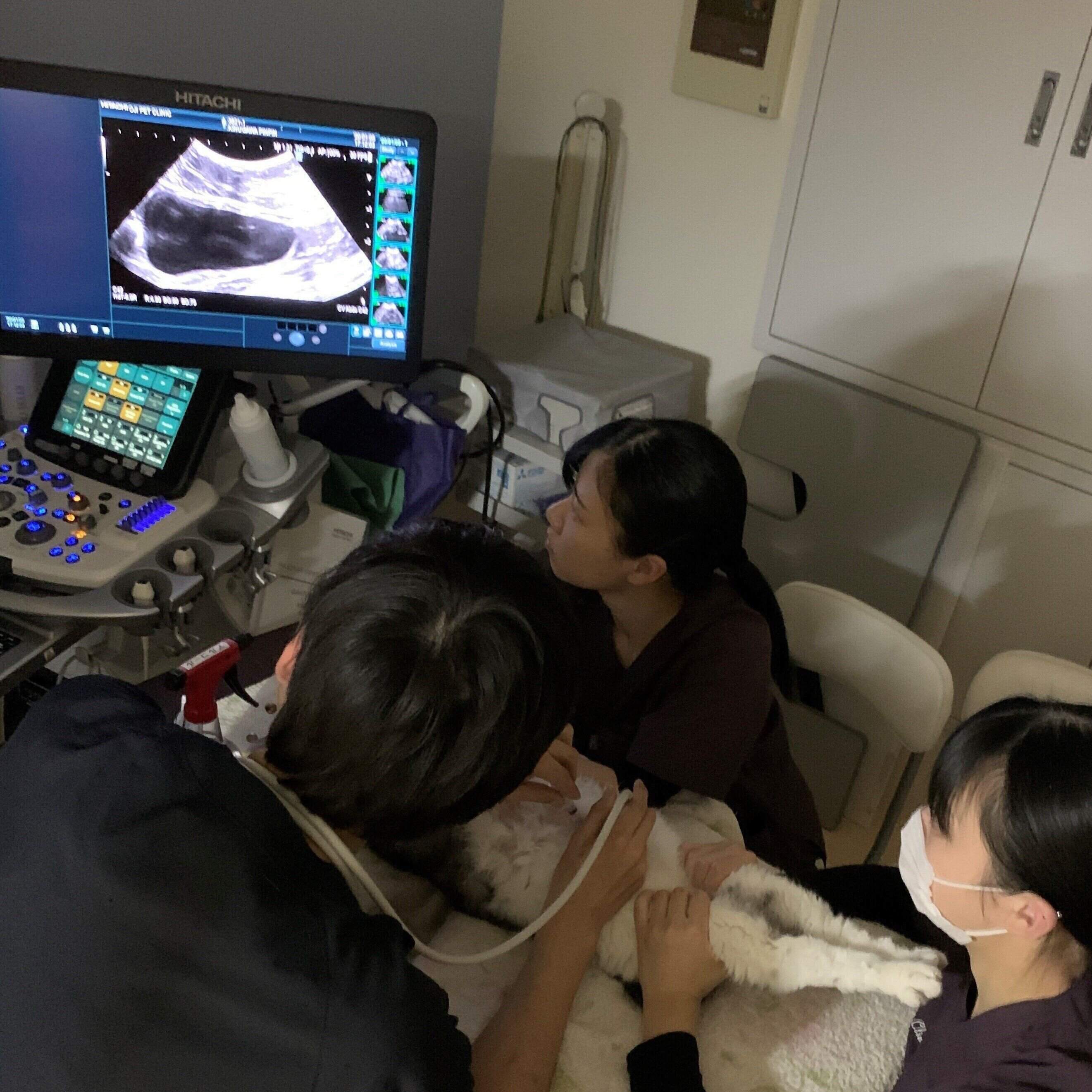 提供／王子ペットクリニック