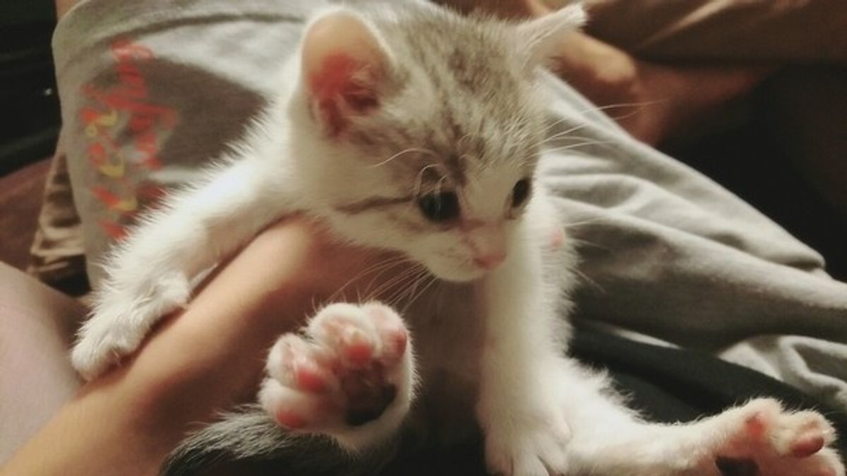あなたは大丈夫 猫が嫌がることを知ってストレスを和らげよう ねこのきもちweb Magazine あなたは大丈夫 猫が嫌がることを知ってストレスを和らげよう ねこのきもちweb Magazine