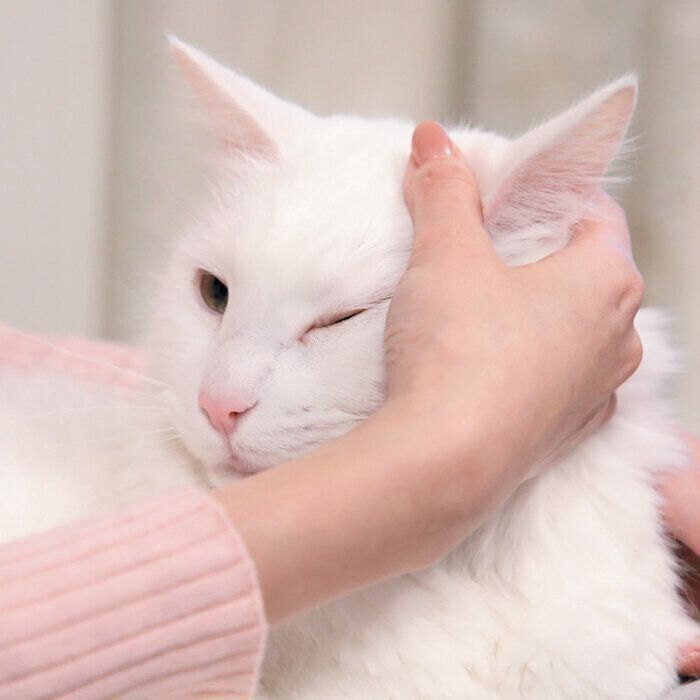 うっとりする猫