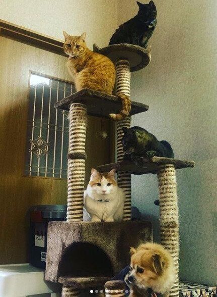 4匹の猫と1匹の犬