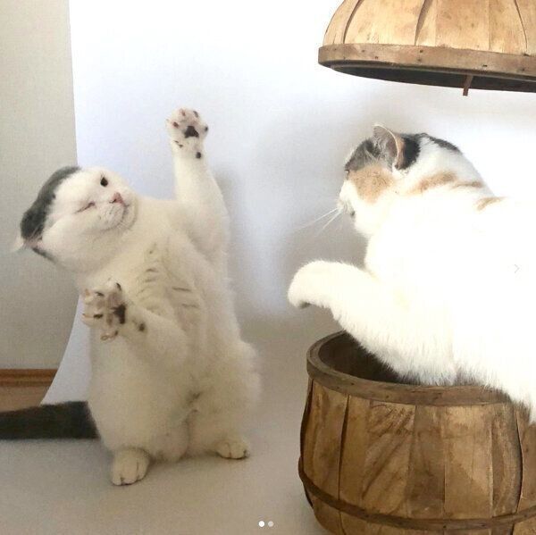 ねね子ちゃんの威嚇に驚くカツヲくん