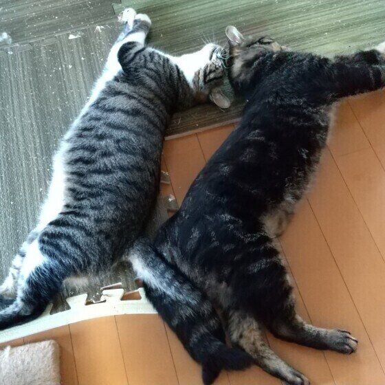 MIXキジトラのあめちゃんとお兄ちゃん