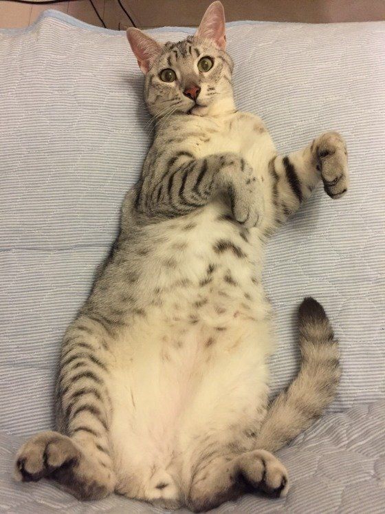 へそ天しているエジプシャンマウ