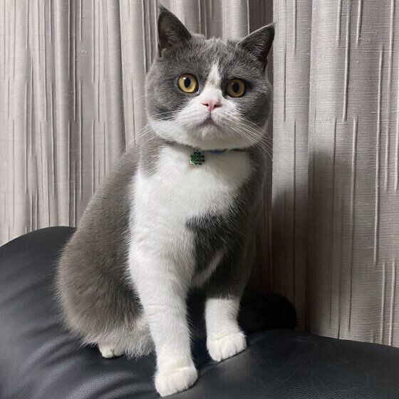 背もたれに座るブリティッシュショートヘア