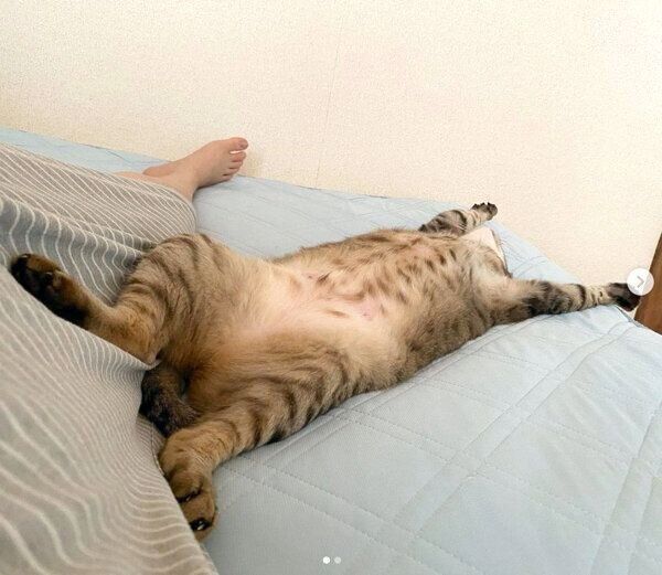 「バンザイ寝」するこんぶちゃん