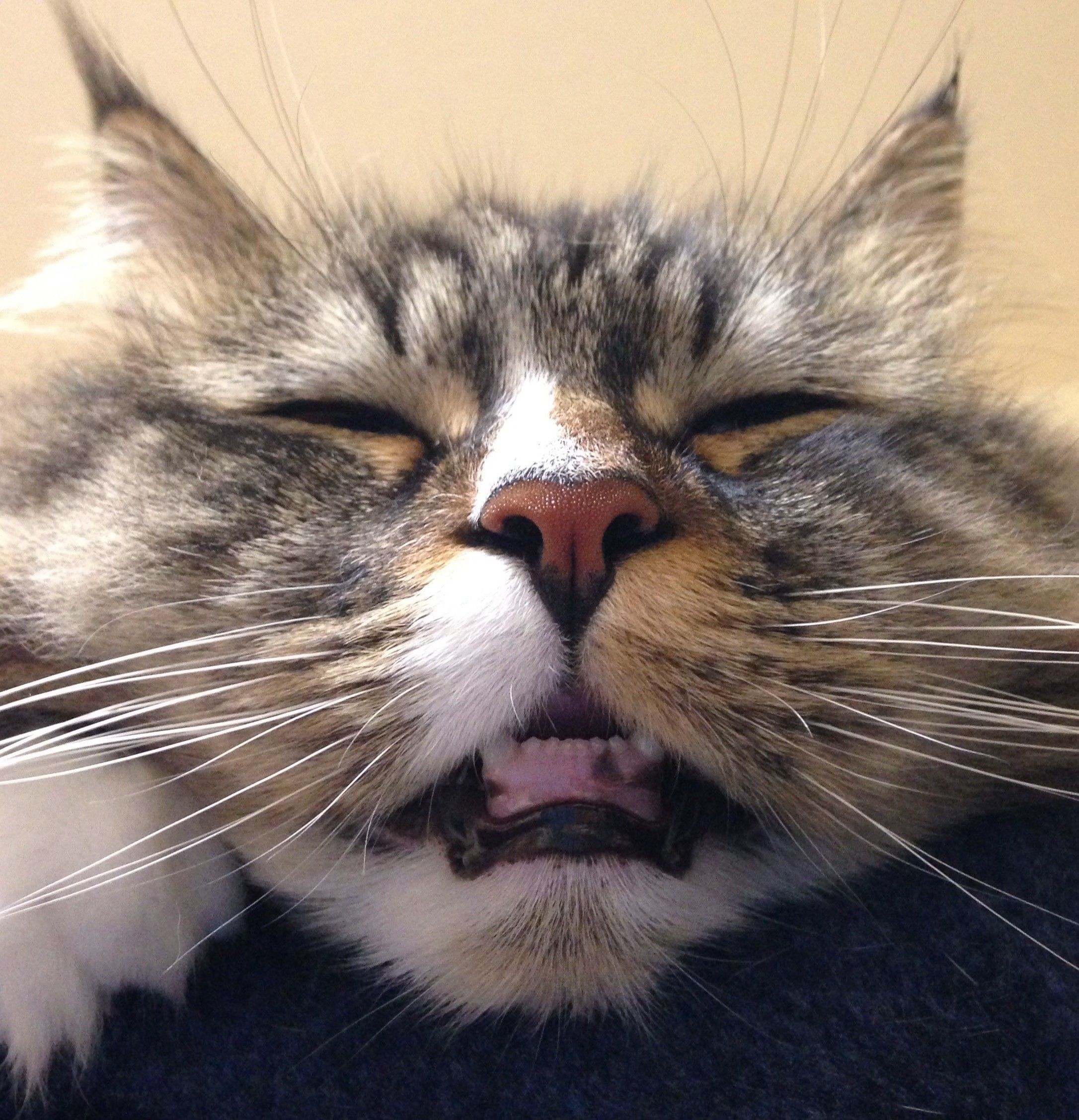 サイベリアンの特徴と性格 飼い方 価格相場など 猫図鑑 ねこのきもちweb Magazine