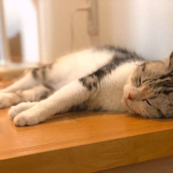 お昼寝するスコティッシュフォールド