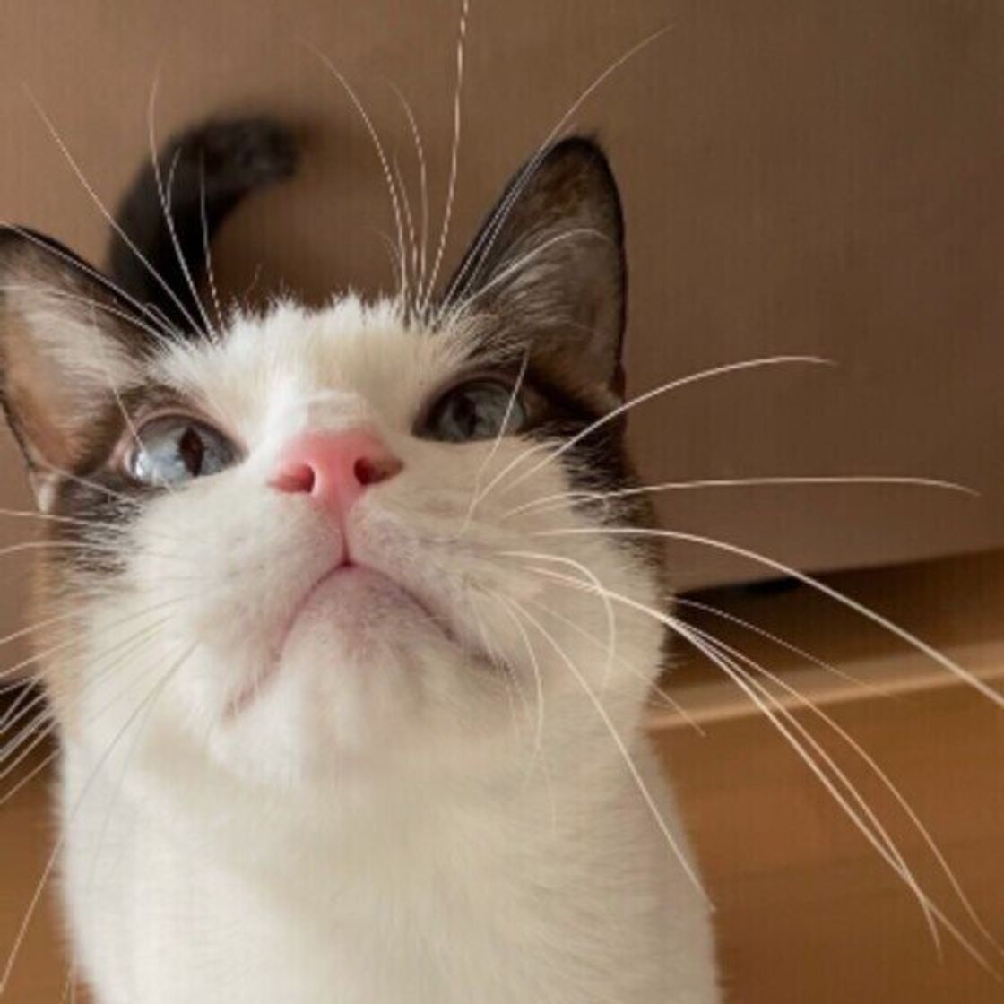猫の 抜けたヒゲ をどうしてる 猫飼いさん実践の 保管方法 がマネしたくなる ねこのきもちweb Magazine 猫の 抜けたヒゲ をどうしてる 猫飼いさん実践の 保管方法 がマネしたくなる ねこのきもちweb Magazine