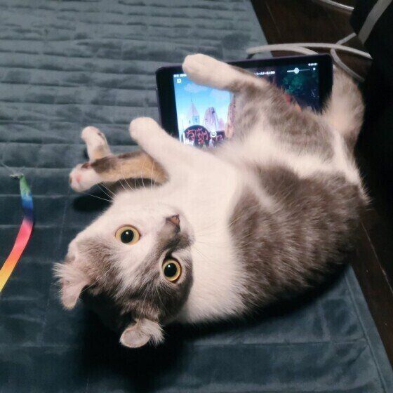 見つめるマンチカール