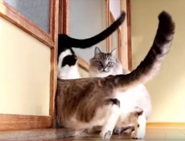 出たり入ったりニャンズ