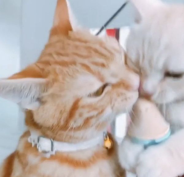 アイスを奪い合う猫