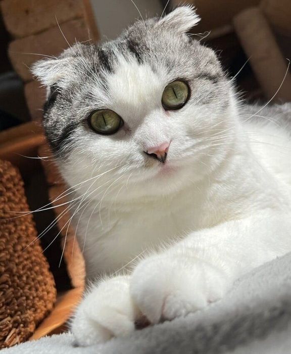 まん丸おめめがかわいらしいミーさん