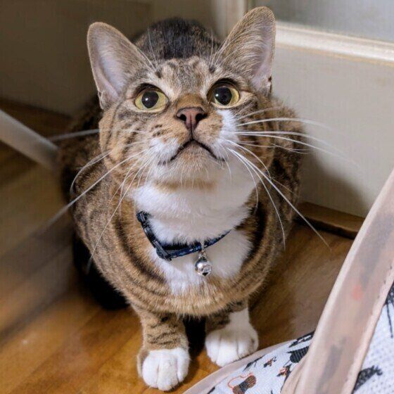 Mix（キジトラ）のてんちゃん♪