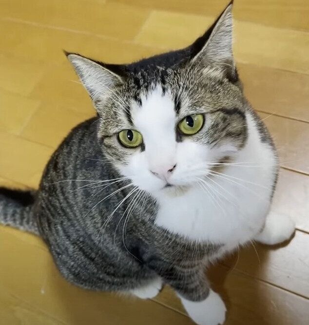 甘える猫
