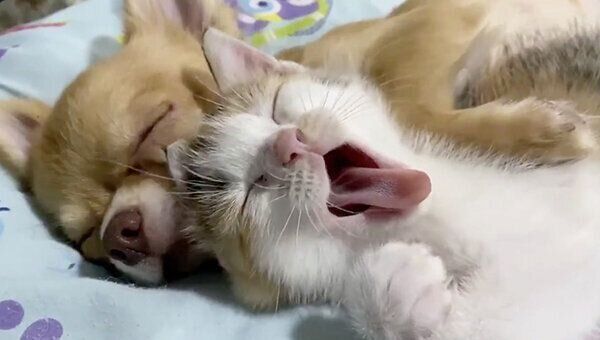 あくびをするものこちゃん