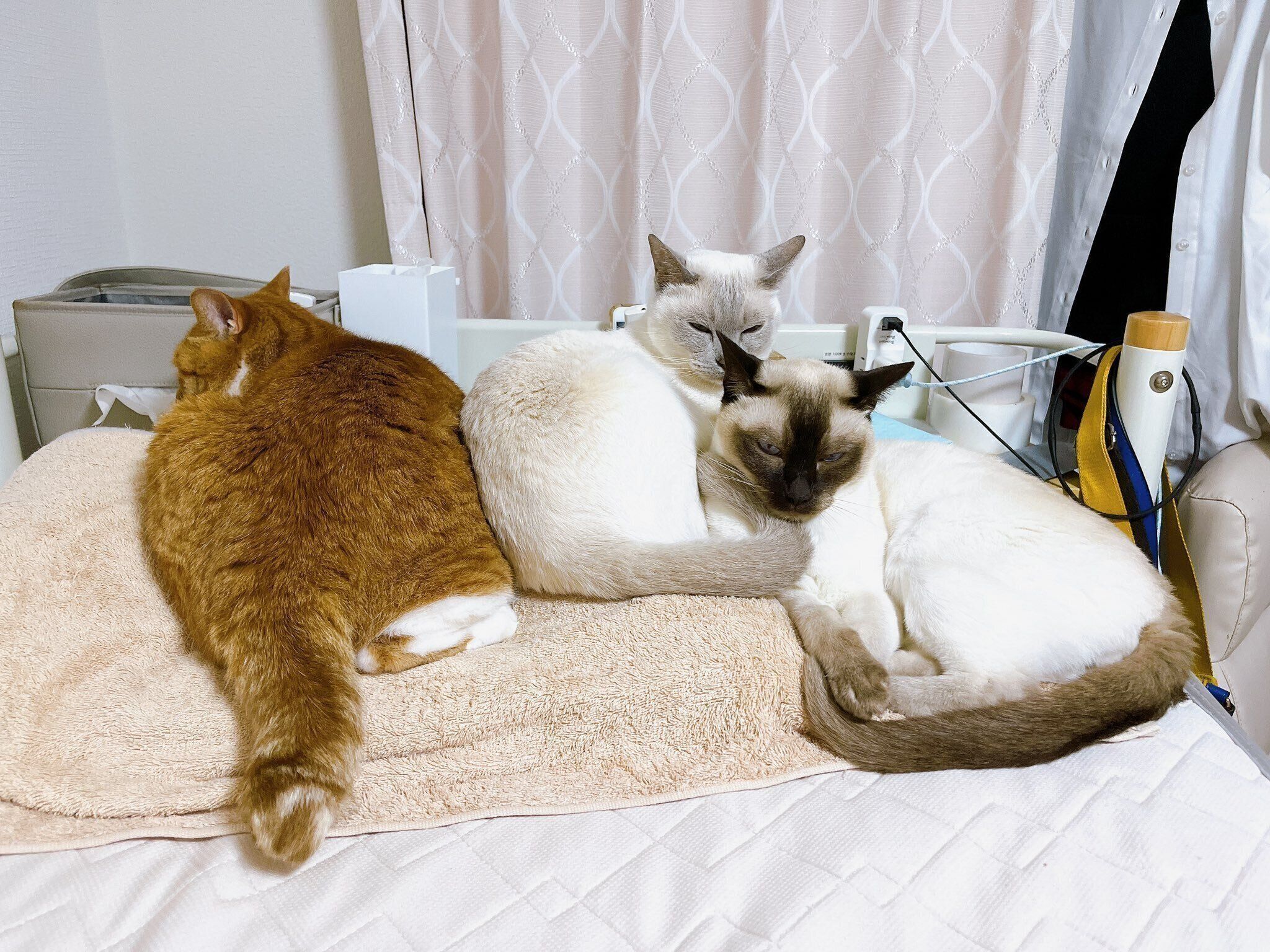 飼い主さんの枕を占領する猫たち