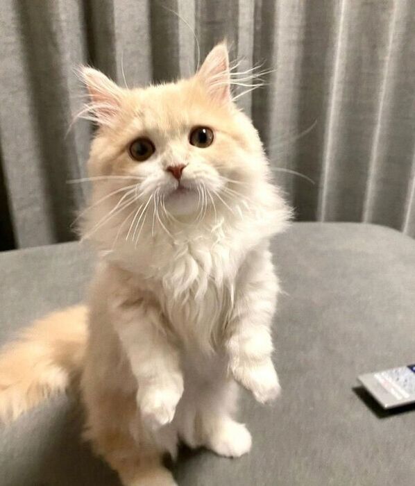 「自分のごはんじゃない」と気づいたときのビジュちゃん