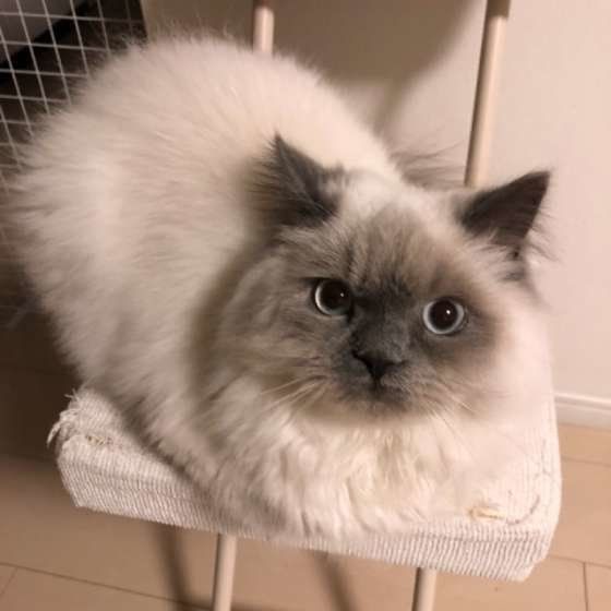 香箱座りのヒマラヤン