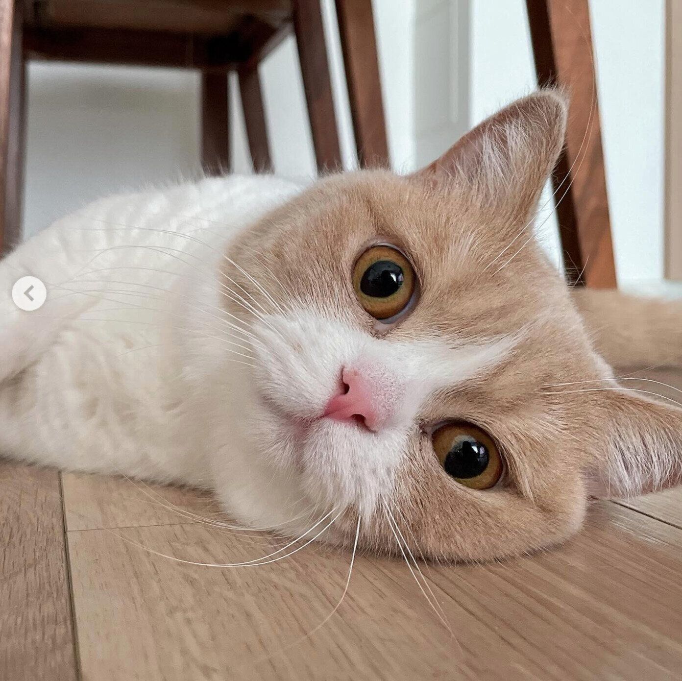 寝転がるみりんちゃん