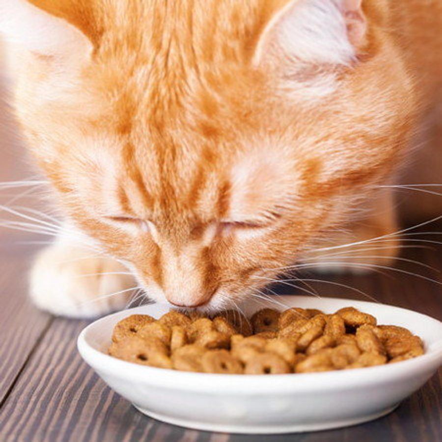 これって病気の兆候 猫の食事のお悩みベスト3 ねこのきもちweb Magazine これって病気の兆候 猫の食事のお悩みベスト3 ねこのきもちweb Magazine