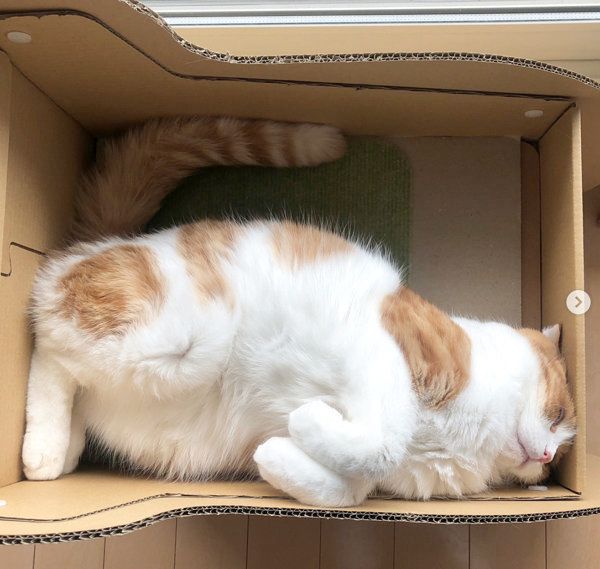 箱に入る猫