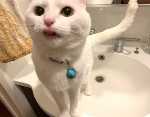 「お水出して」アピールをするハク様