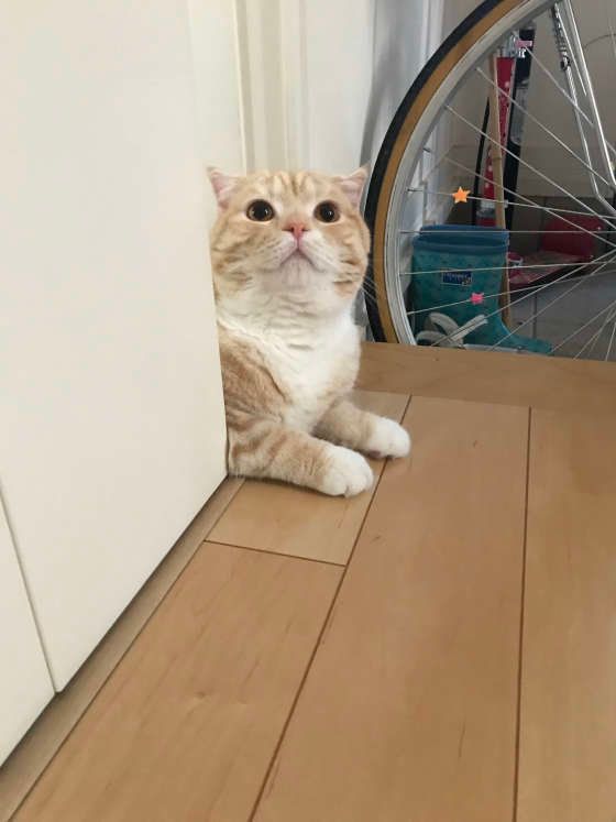 ドアに挟まっているスコティッシュフォールド