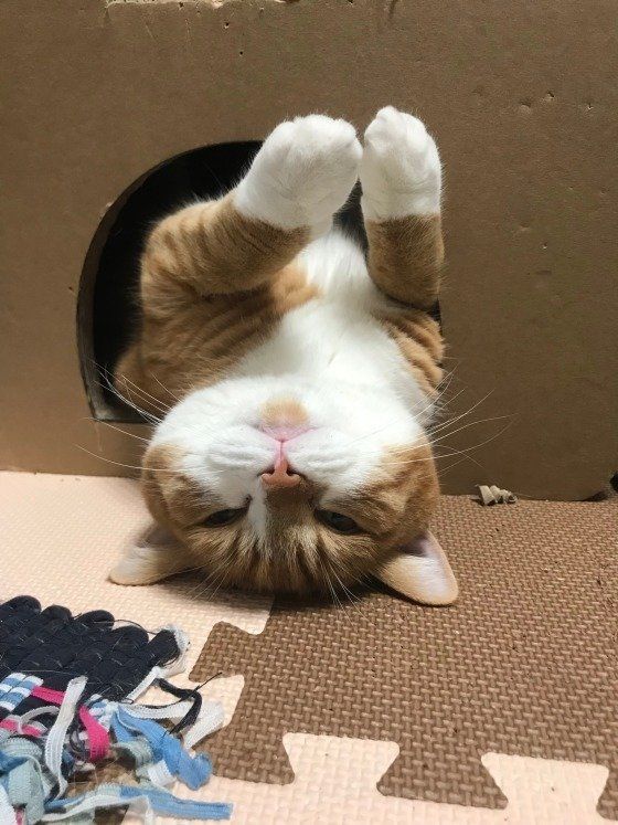 眠そうなスコティッシュフォールド