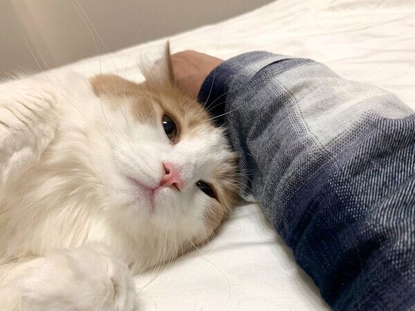 くつろぐ博士くん