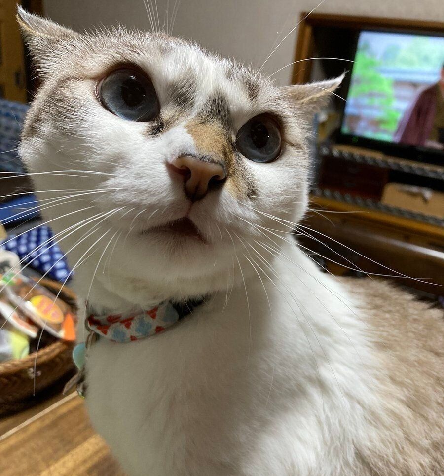 現在のあたりちゃん