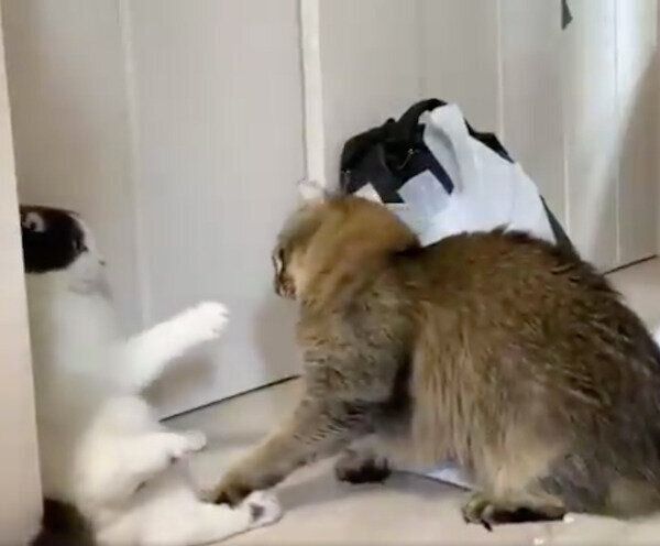 ミルクくんを追い詰めるオリーブくん