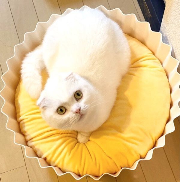 バケモノ爆誕」と反響 間違いによって生まれた猫の驚きの写真と