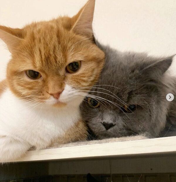 くっつくアオくん、ウニちゃん