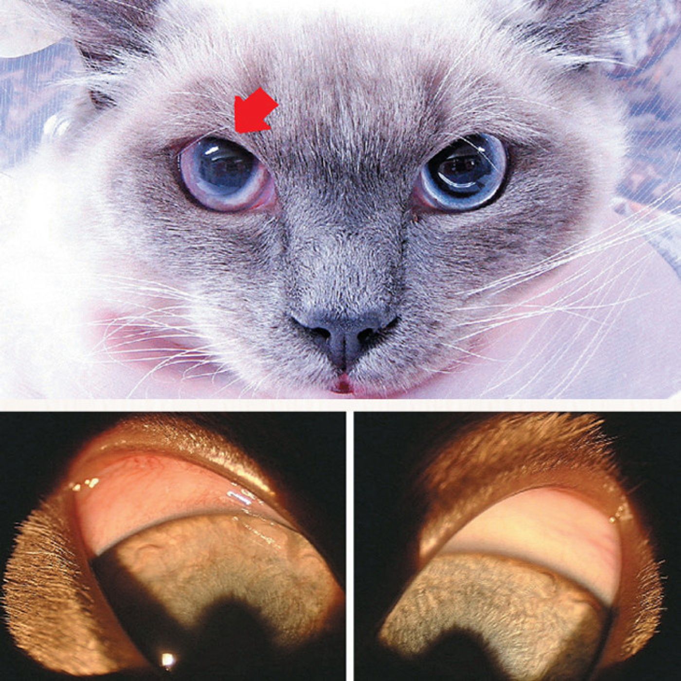 知ってるようで知らない 猫の目の病気7つ ねこのきもちweb Magazine 知ってるようで知らない 猫の目の病気7つ ねこのきもちweb Magazine