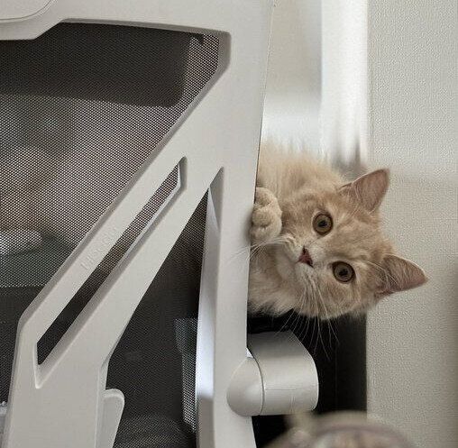 椅子から顔を覗かせるきなこくん