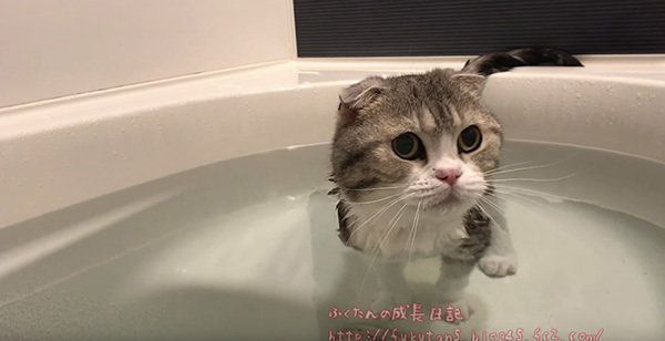 お風呂に入るスコティッシュフォールド