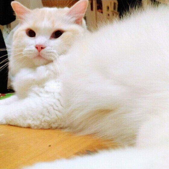 見つめるラグドール