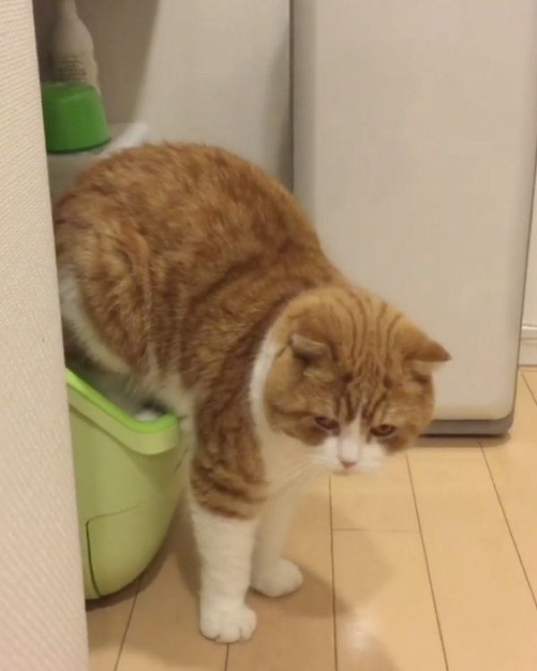 スコティッシュフォールドのまーるくん