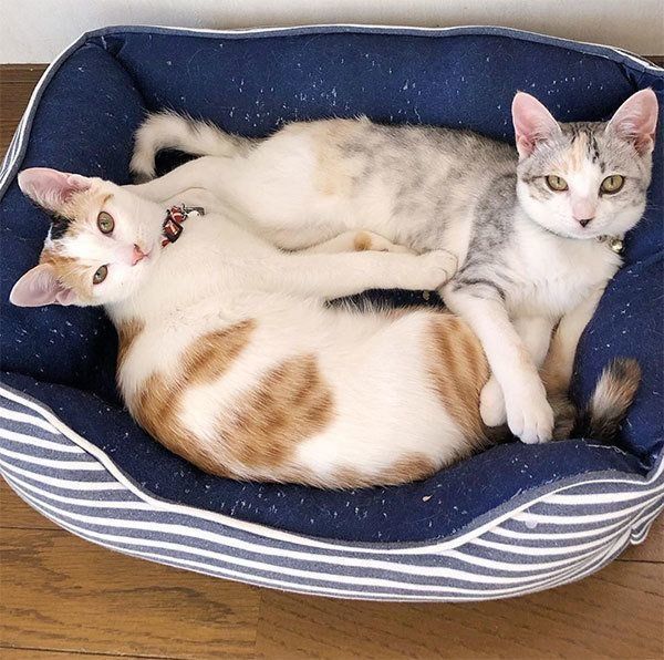 ふーちゃんと与太郎ちゃん