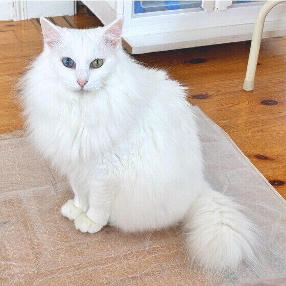 Mix（白）の果南ちゃん♪