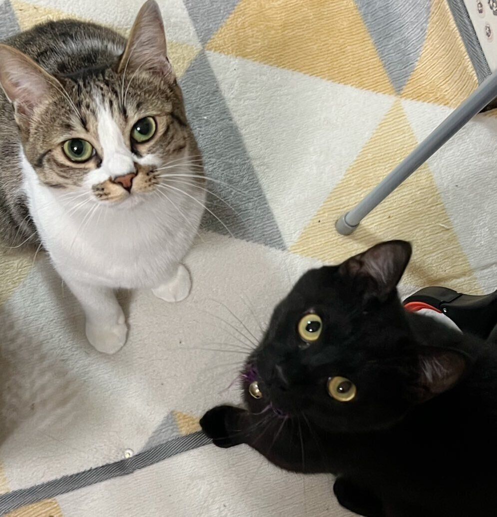 飼い主を見上げる2匹の猫