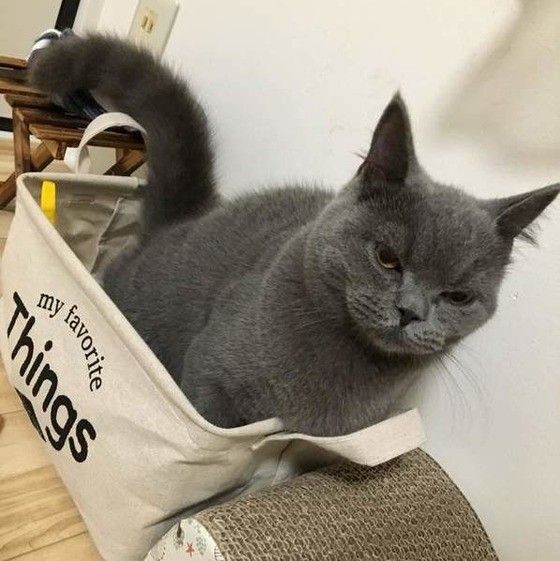 トイレをするブリティッシュショートヘア