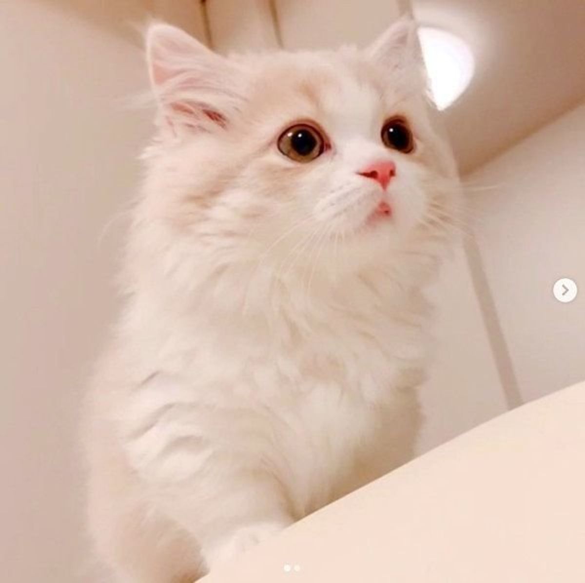 ダンボールに閉じ込められた猫 スキマから見せた顔 がすごい ねこのきもちweb Magazine ダンボールに閉じ込められた猫 スキマから見せた顔 がすごい ねこのきもちweb Magazine