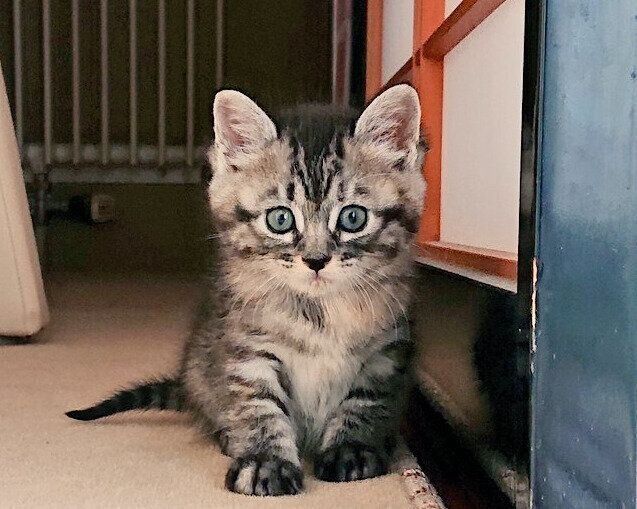 生後約1カ月半の子猫