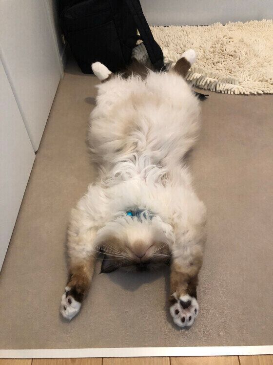 ヘソ天するバーマン