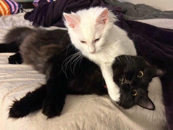 仲良くじゃれ合うコンパスちゃんとマップちゃん。