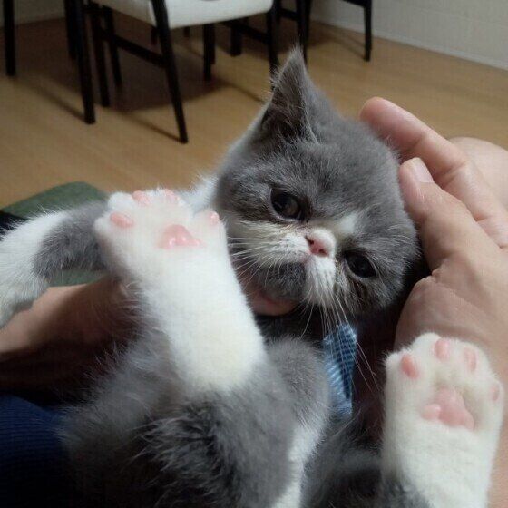 エキゾチックショートヘアのろんくん