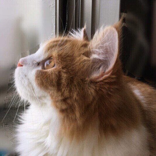 外を見るスコティッシュフォールド・ロングヘア