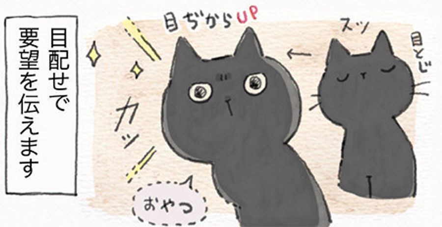 真の猫は目で語る 熱 いキラキラ視線で要望を伝えます ねこ連れ草 33話め ねこのきもちweb Magazine 真の猫は目で語る 熱 いキラキラ視線で要望を伝えます ねこ連れ草 33話め ねこのきもちweb Magazine